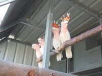 Cockatoo Birds for sale in Egbert North Rd, Wyoming 82053, USA. price: $800