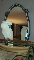 Cockatoo Birds for sale in Hollywood, MD, USA. price: $3,000