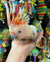 Cockatoo Birds for sale in Dallas, TX, USA. price: $400