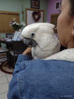 Cockatoo Birds for sale in Los Angeles, California. price: $3,000