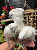 Cockatoo Birds for sale in Ashcamp, Kentucky. price: $200