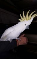 Cockatoo Birds for sale in Walnut, CA, USA. price: NA