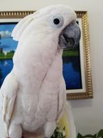 Cockatoo Birds for sale in Texas Ave, Los Angeles, CA 90025, USA. price: $400