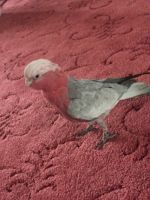 Cockatoo Birds for sale in Beverly Hills, CA 90210, USA. price: $600