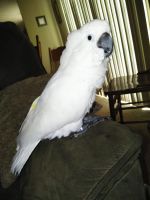 Cockatoo Birds for sale in Fayetteville, NC, USA. price: $1,500