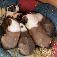 Collie Puppies for sale in Spearfish, SD, USA. price: $975