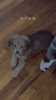 Collie Puppies for sale in Jonesboro, Georgia. price: $350