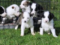 Collie Puppies for sale in Oklahoma City, OK, USA. price: $300