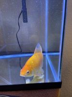 Common goldfish Fishes Photos