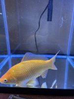 Common goldfish Fishes Photos