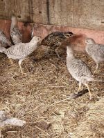 Common Pheasant Birds for sale in Vasquez Truck Trail, Santa Clarita, CA 91390, USA. price: $20