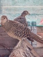 Common Pheasant Birds for sale in Vasquez Truck Trail, Santa Clarita, CA 91390, USA. price: $20