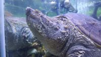 Common Snapping Turtle Reptiles Photos