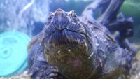 Common Snapping Turtle Reptiles Photos