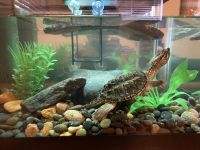 Common Snapping Turtle Reptiles for sale in Broomfield, CO, USA. price: NA