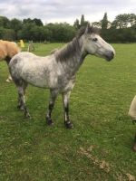 Connemara Pony Horses Photos