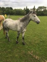 Connemara Pony Horses Photos
