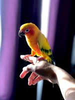 Sunday conure