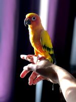 Sunday conure