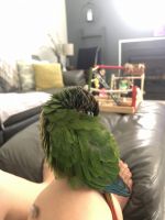 8yo Female GCC Family Pet