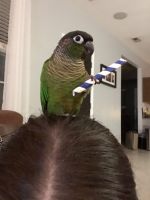 8yo Female GCC Family Pet