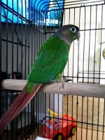 CONURE, CAGE and ACCESSORIES FOR SALE