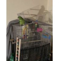 Conure Birds for sale in Albany County, NY, USA. price: $1,600