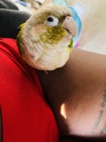 Green cheek conure