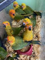 Conure Birds for sale in Key Largo, FL 33037, USA. price: $450
