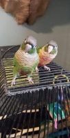 Conure Birds for sale in Ashland City, TN 37015, USA. price: $800