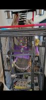 Conure Birds for sale in Surprise, AZ, USA. price: $350