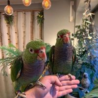 Conure Birds for sale in Manhattan, New York, NY, USA. price: $250