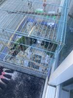 Conure Birds for sale in Arnold, Maryland. price: $750