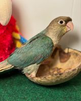 Conure Birds for sale in Walland, TN 37886, USA. price: $375