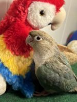 Cinnamon turquoise green cheek conure