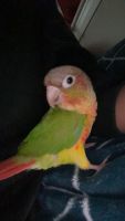 3 Rainbow Conures for sale