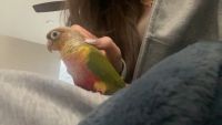 3 Rainbow Conures for sale