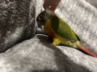 3 Rainbow Conures for sale