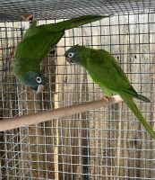 Conure Birds for sale in Miami, FL, USA. price: $600