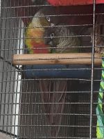 Conure Birds for sale in Neath, UK. price: 290 GBP