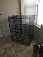 Conure Birds for sale in Laurel, MD, USA. price: $1,050