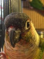 Lovely baby conure