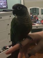 Green Cheek Conure