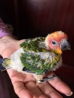 Baby conures. Suns, half moons, green cheeks