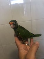 Baby conures. Suns, half moons, green cheeks