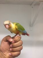 Sweet birds ( pineapple conures)