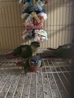Conure Birds for sale in Chantilly, VA, USA. price: $325