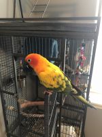 Sun Conure For Sale $475