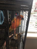 Sun Conure For Sale $475