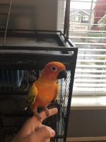 Sun Conure For Sale $475